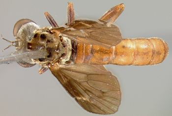 Media type: image;   Entomology 12830 Aspect: habitus dorsal view